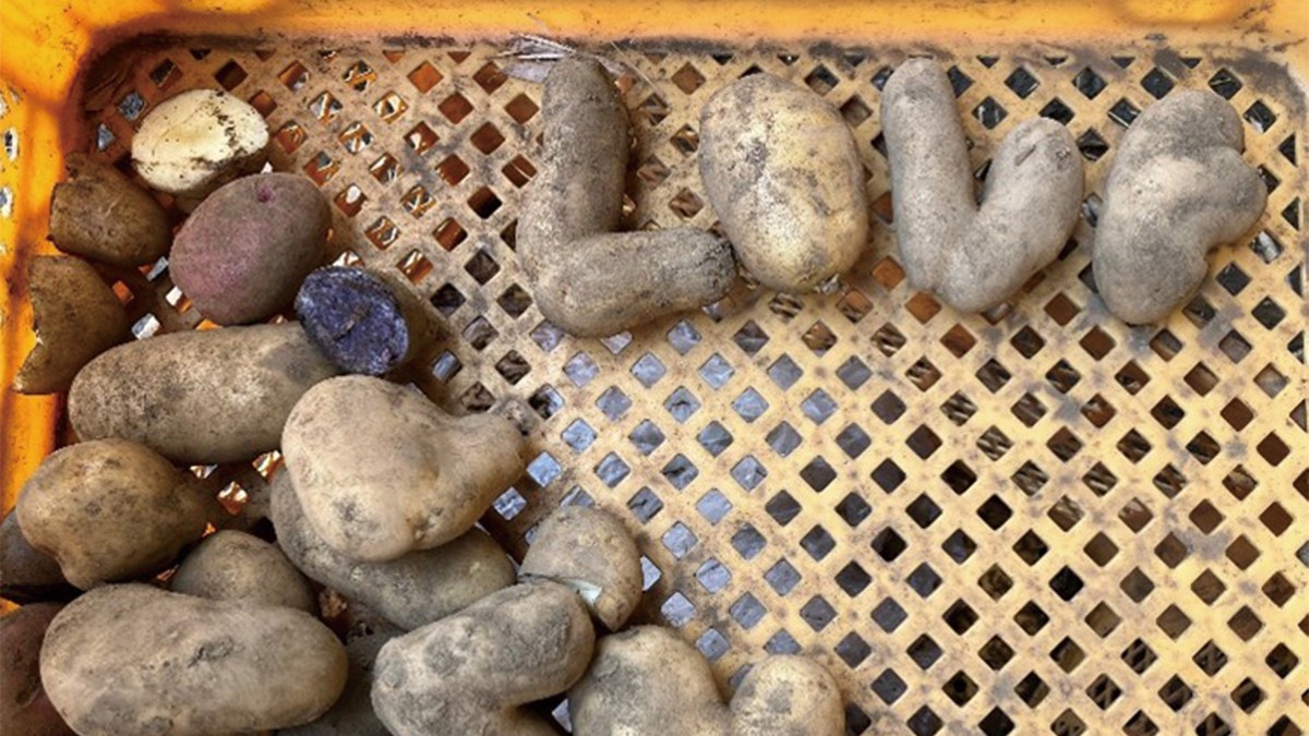 農園の恵みをいただきます！じゃがいも給食のおはなし