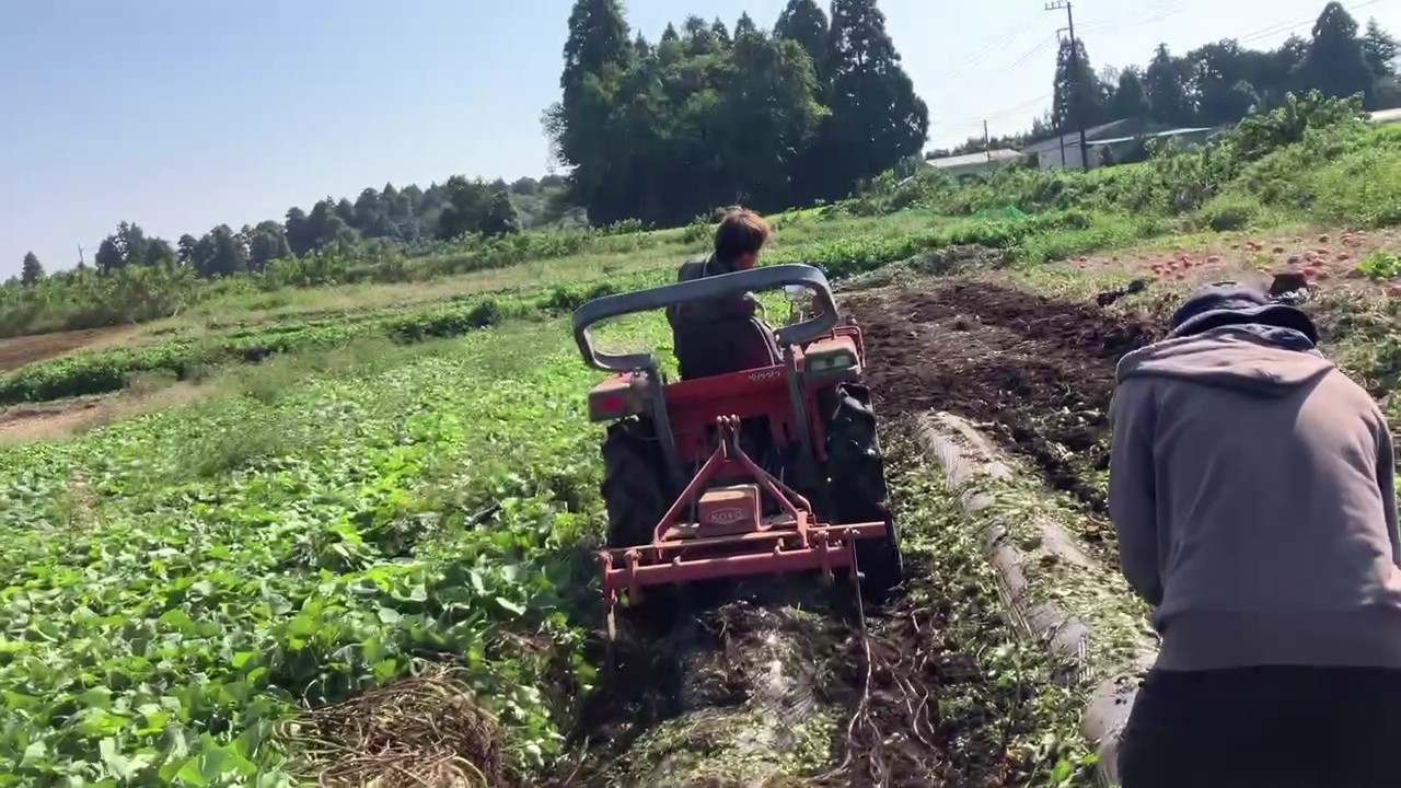 大空大地やさいの収穫　～さつまいもが保育園にとどくまで～