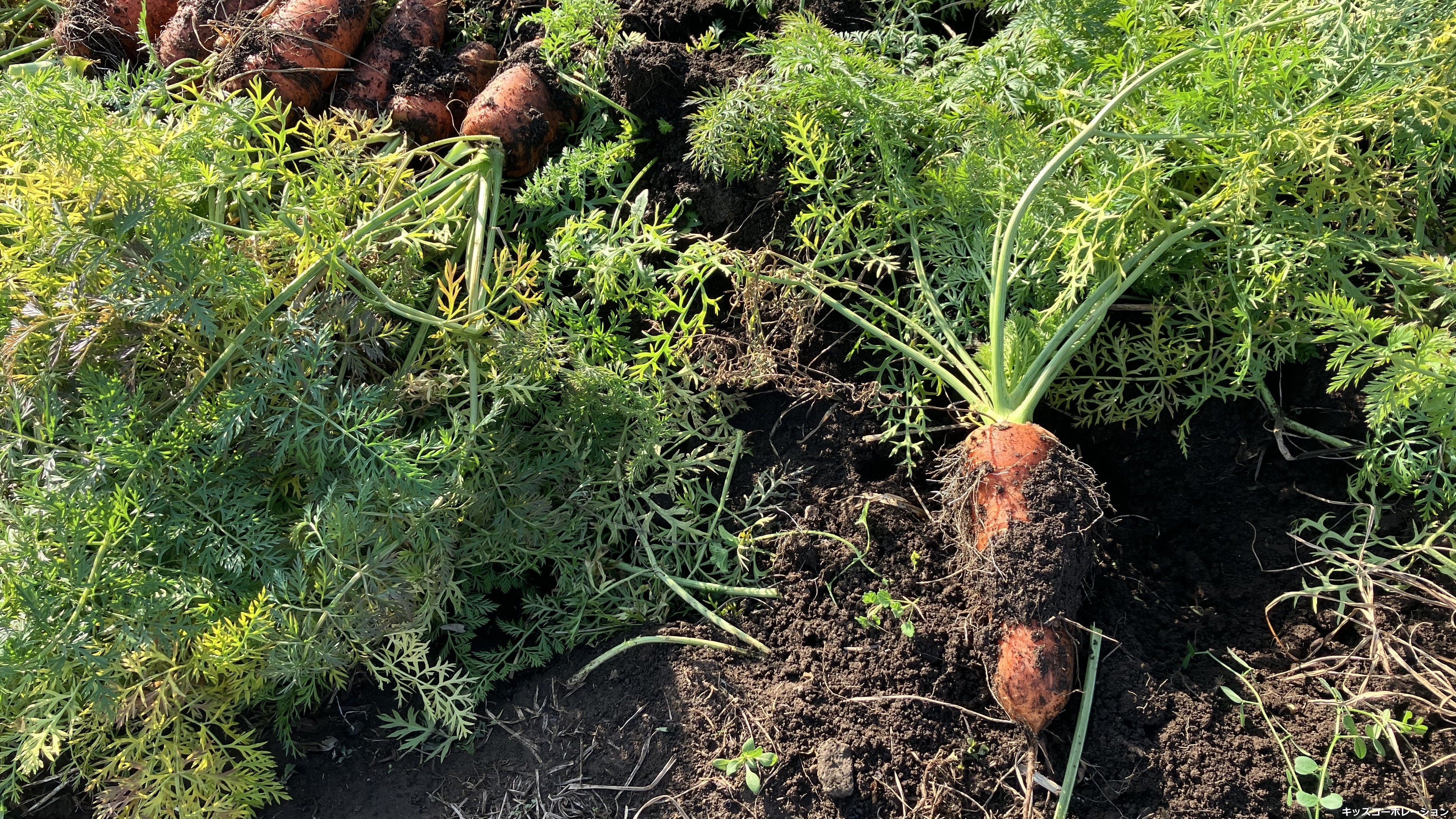 大空大地やさいの収穫　～いろいろなにんじん～