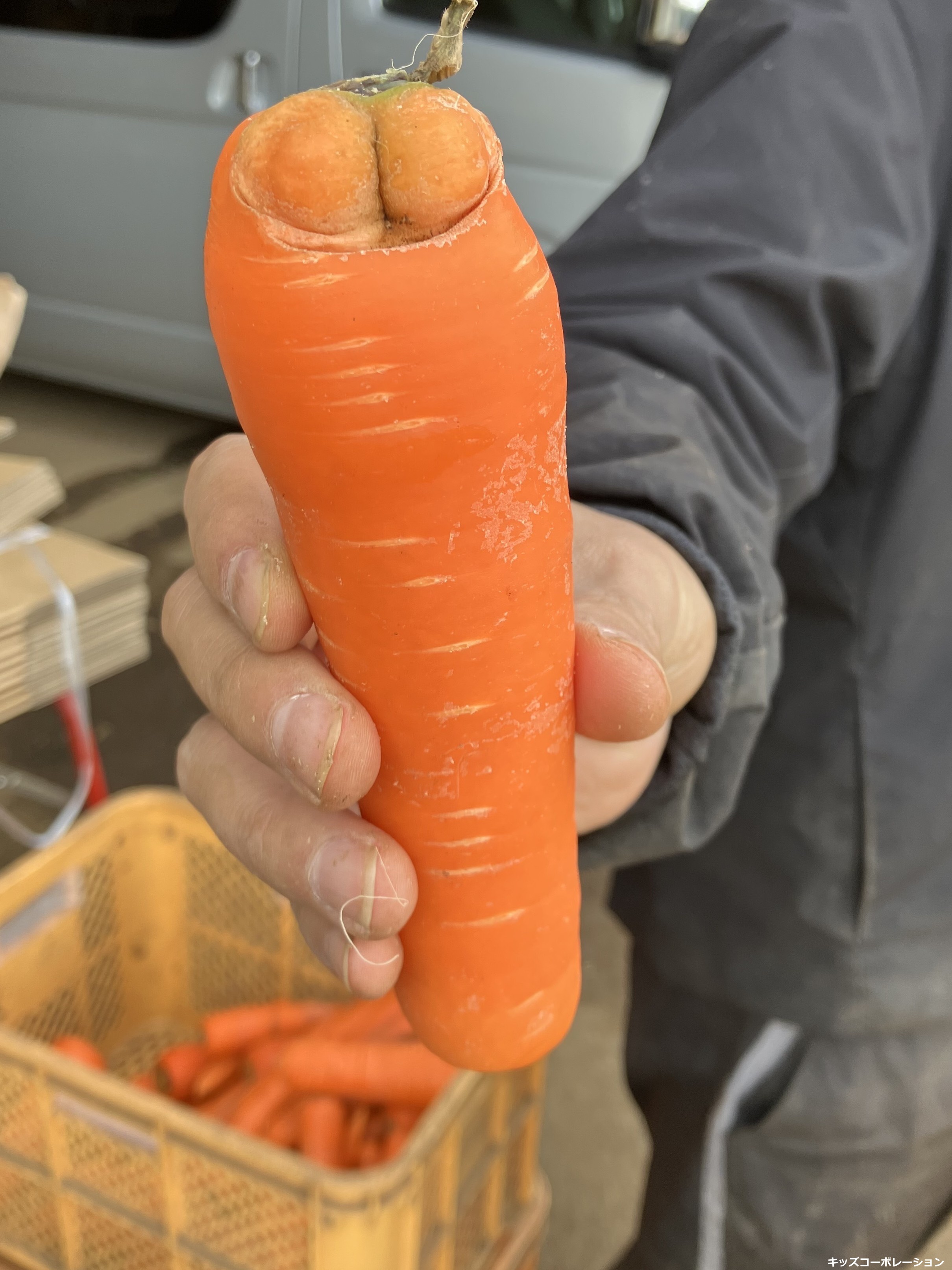 収獲と選別作業中に現れる、いろいろなにんじん