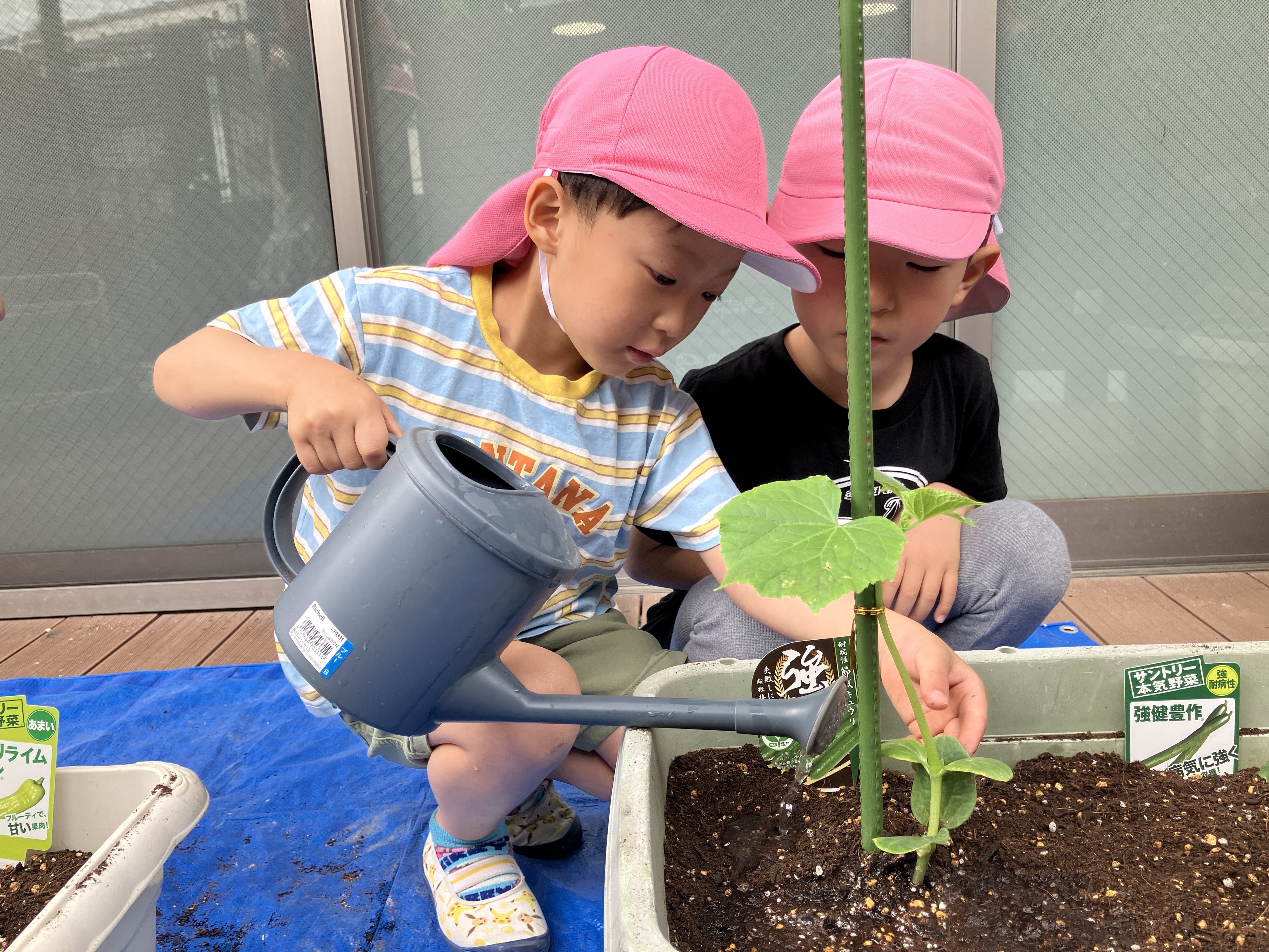 野菜に水やり