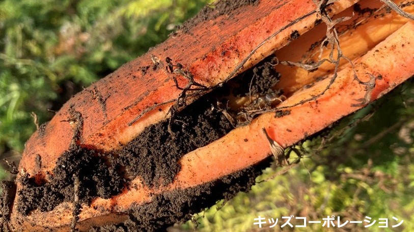 収獲と選別作業中に現れる、いろいろなにんじん③