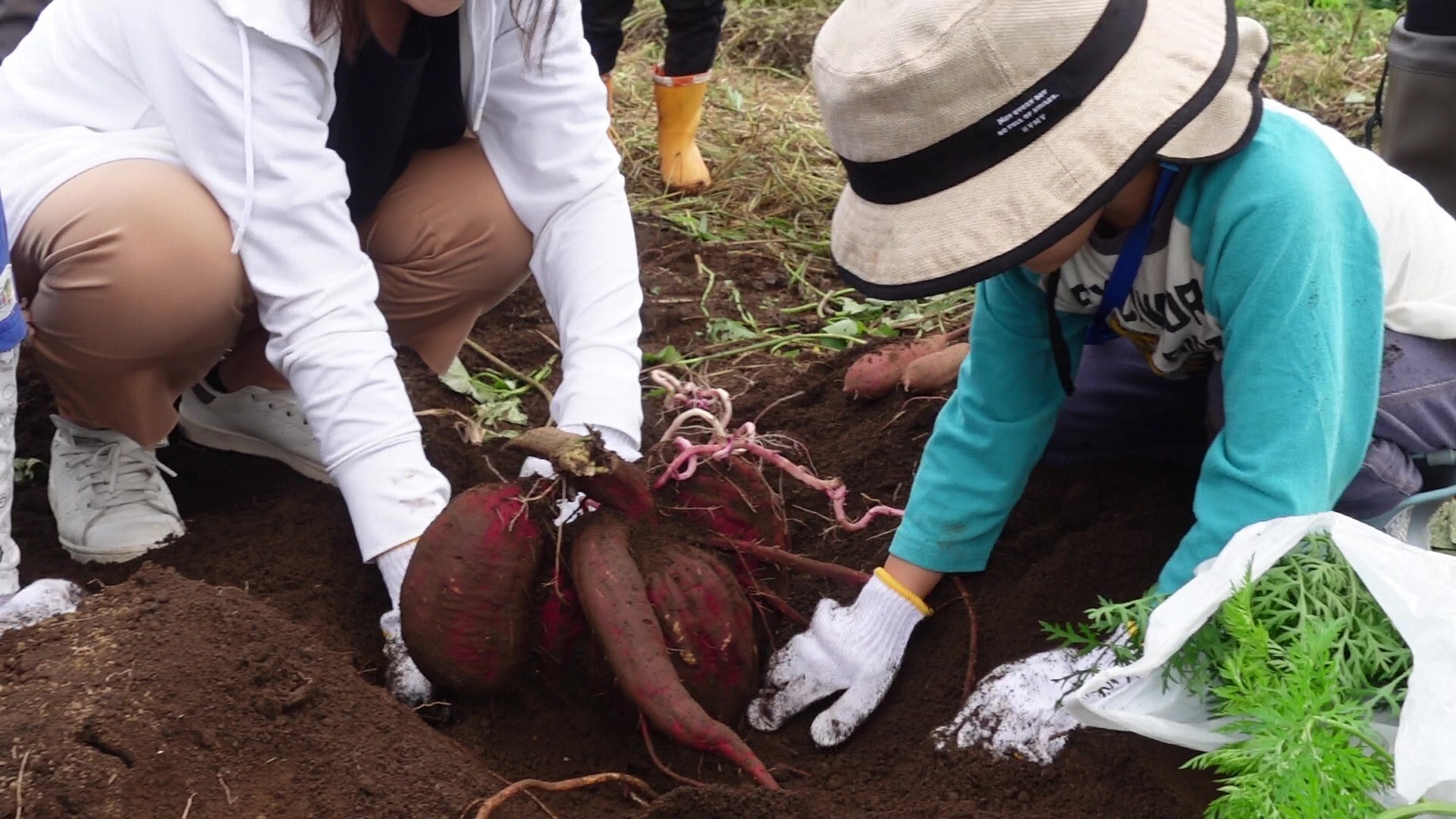 さつまいもを収穫する子ども①