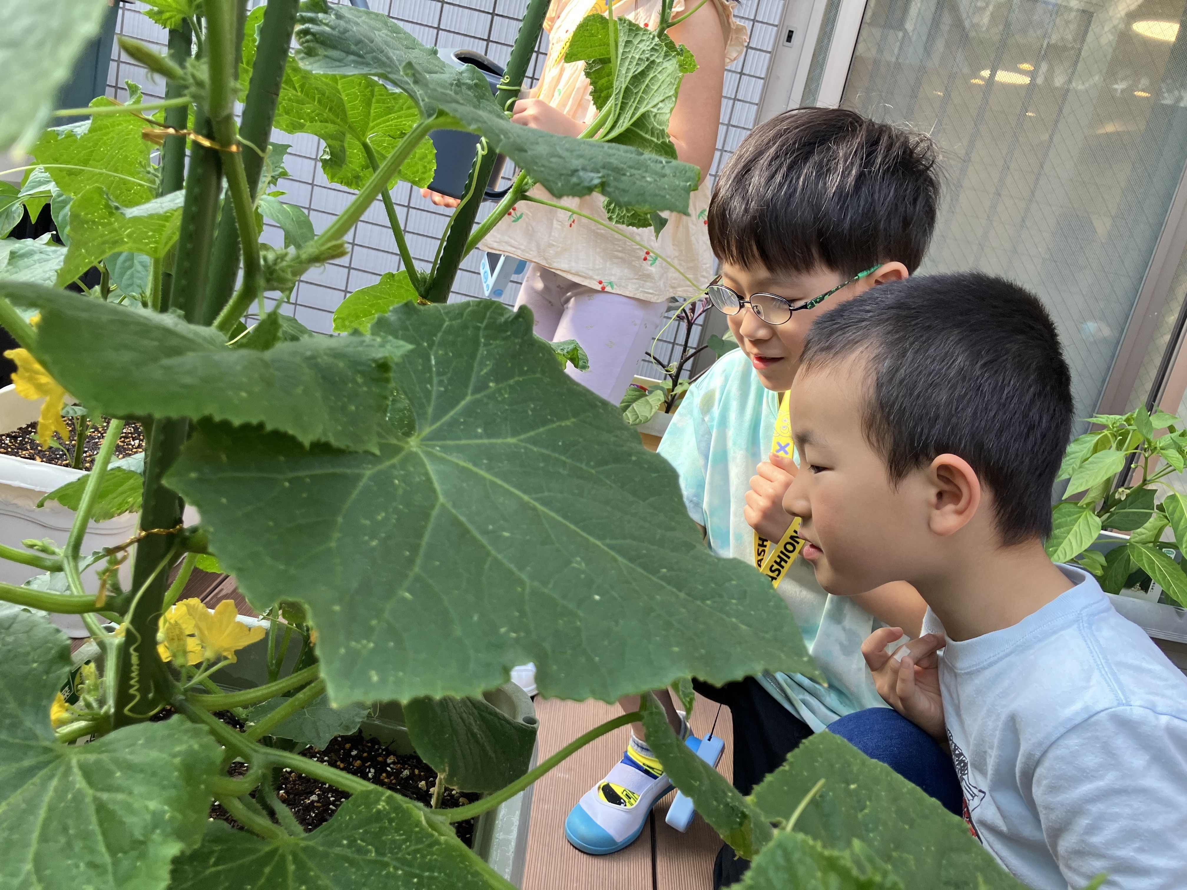 野菜の成長の観察