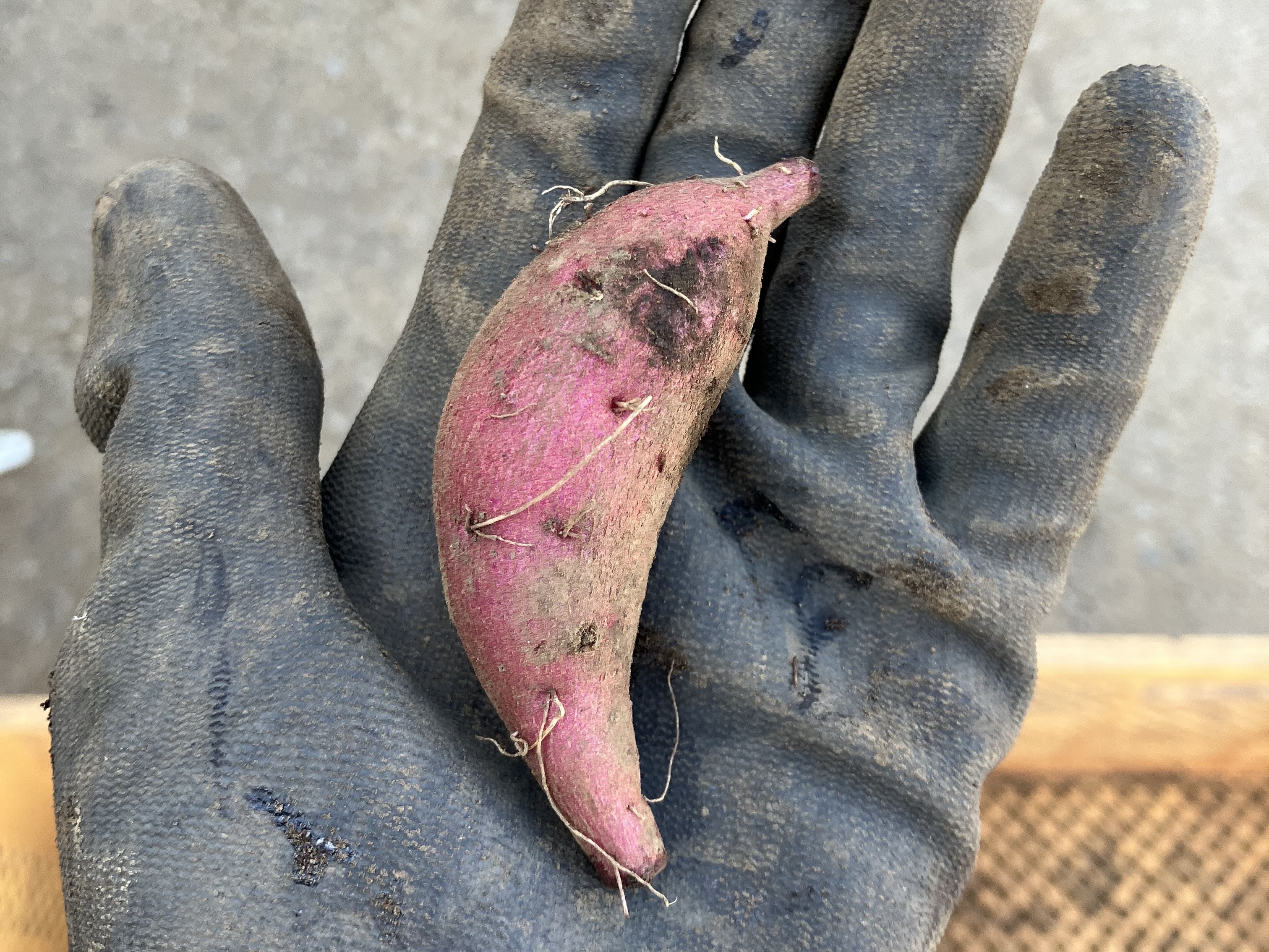 三日月のように曲がったさつまいも