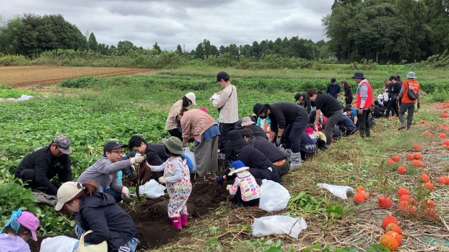 収獲体験の様子
