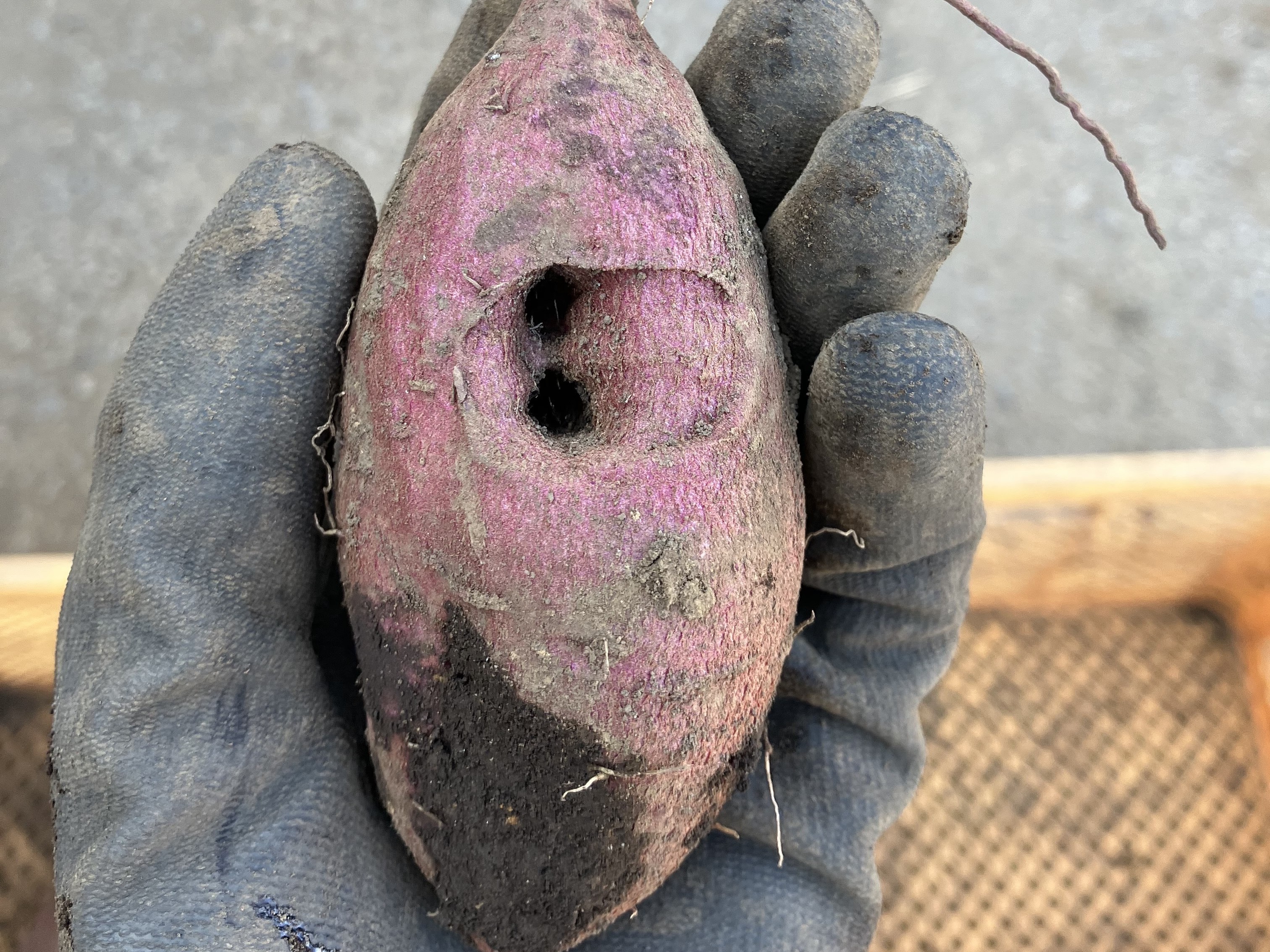 穴が空いたさつまいも