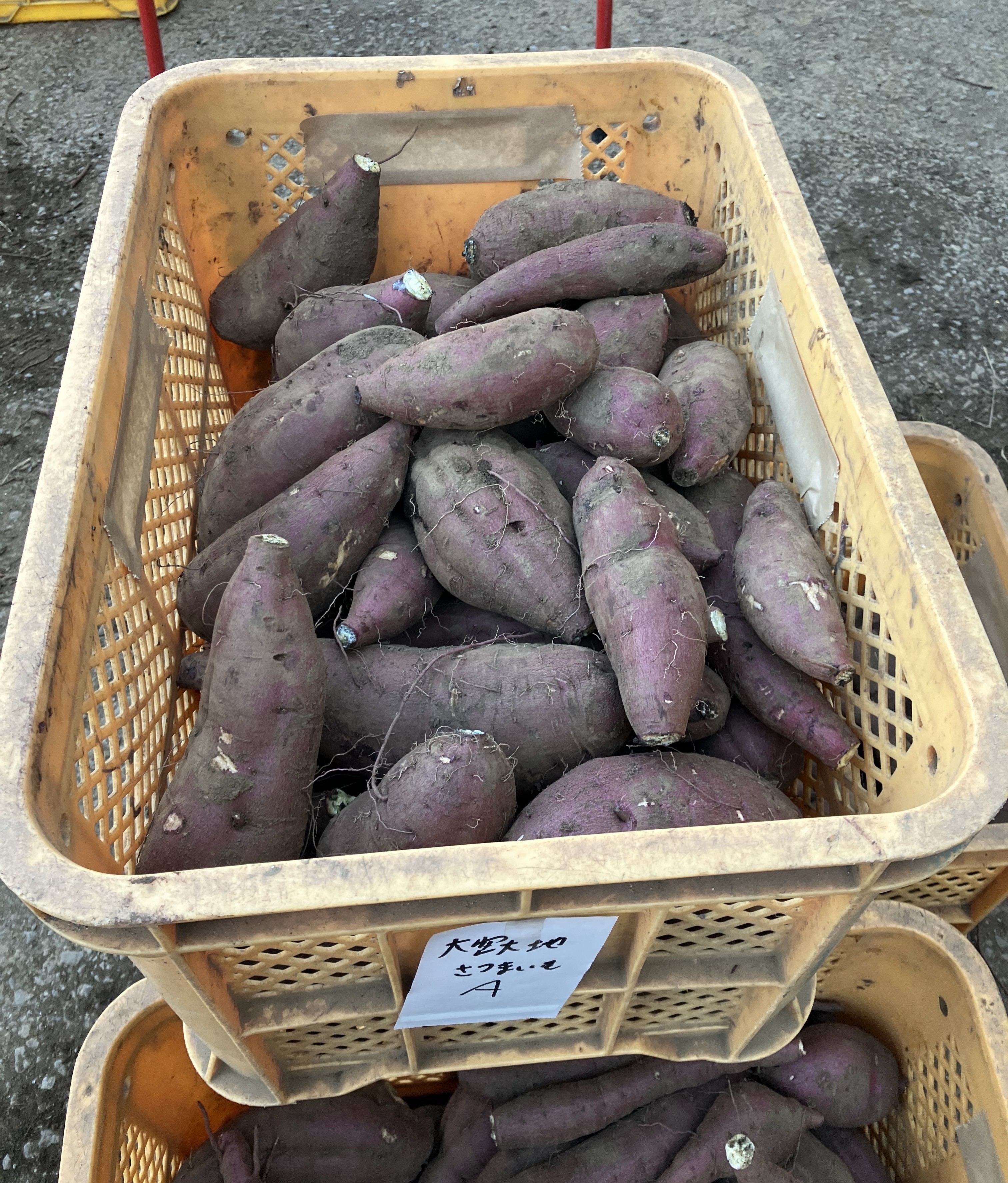 収穫したさつまいも