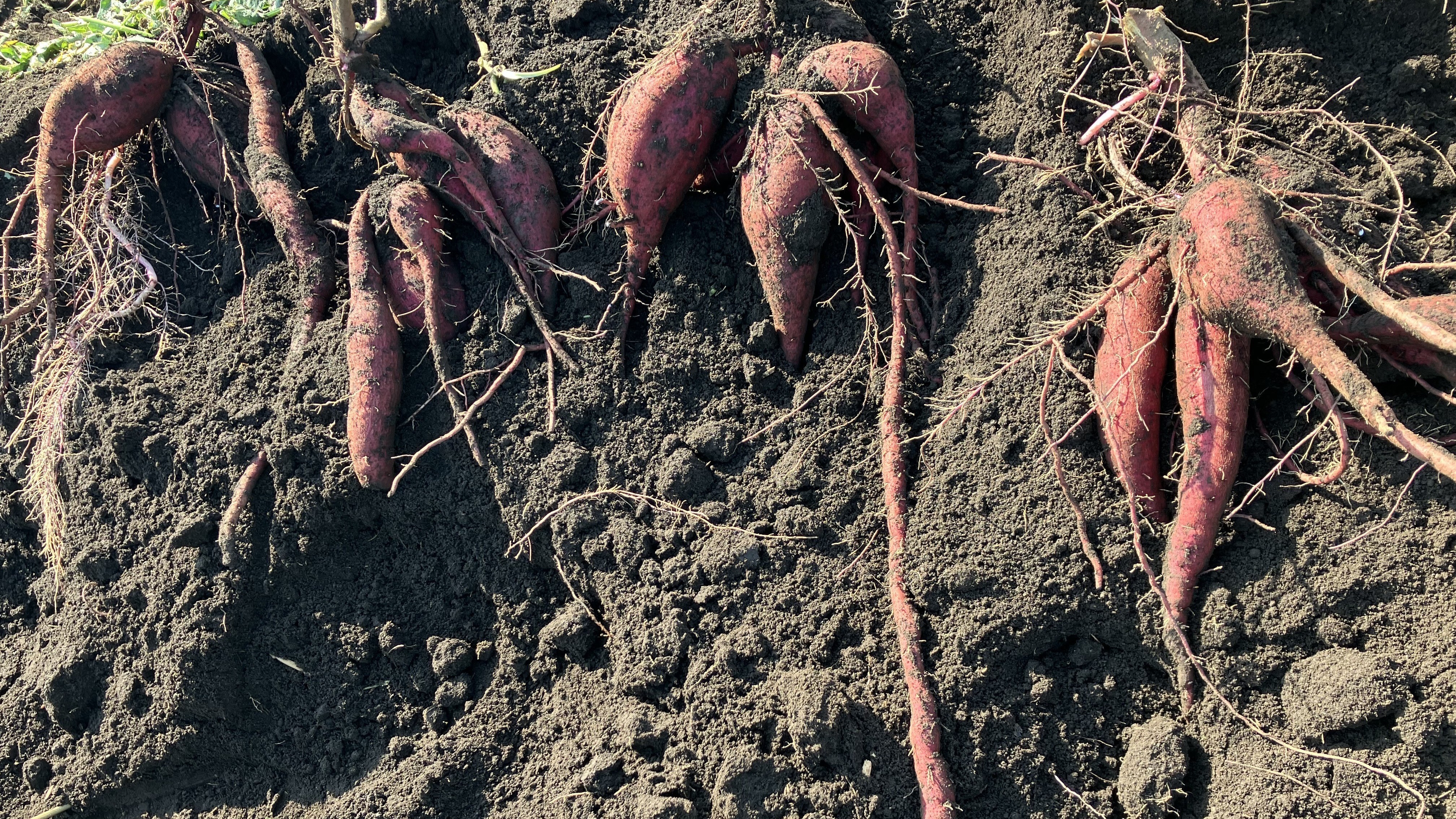 地下近くまで成長したさつまいも