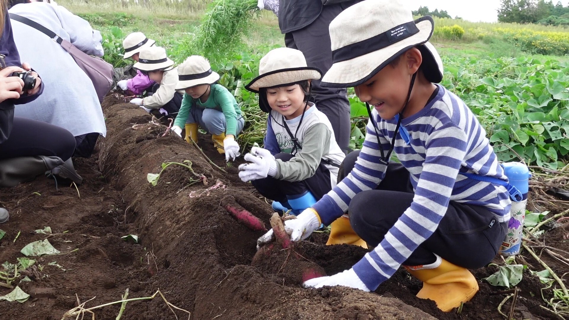 さつまいもを収穫する子ども　
