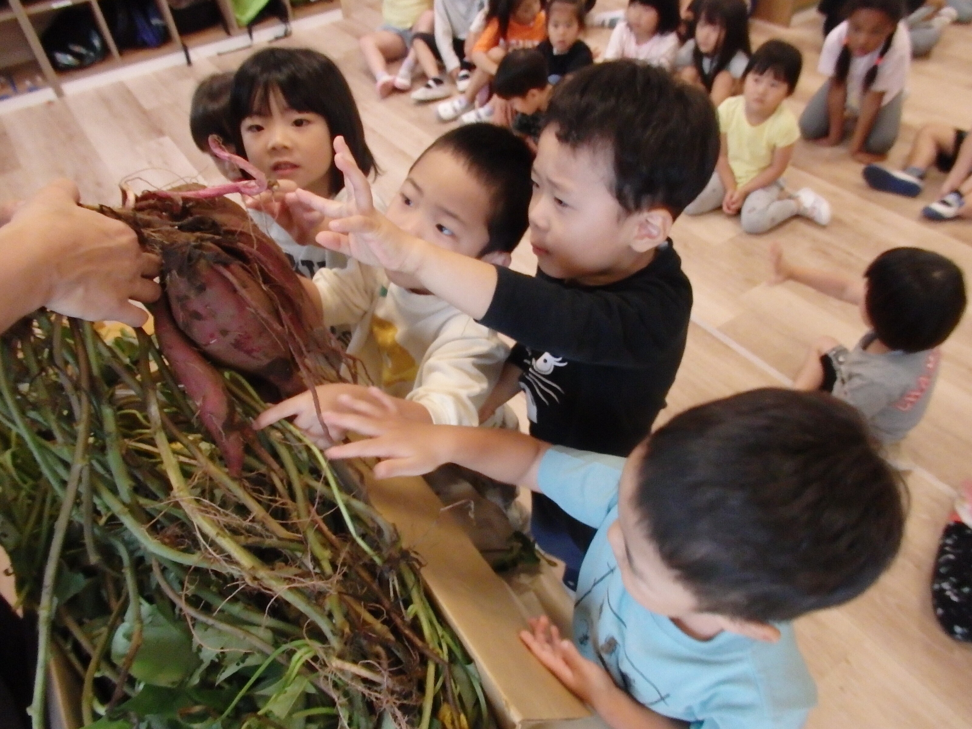 実際にさつまいもを触る子どもたち