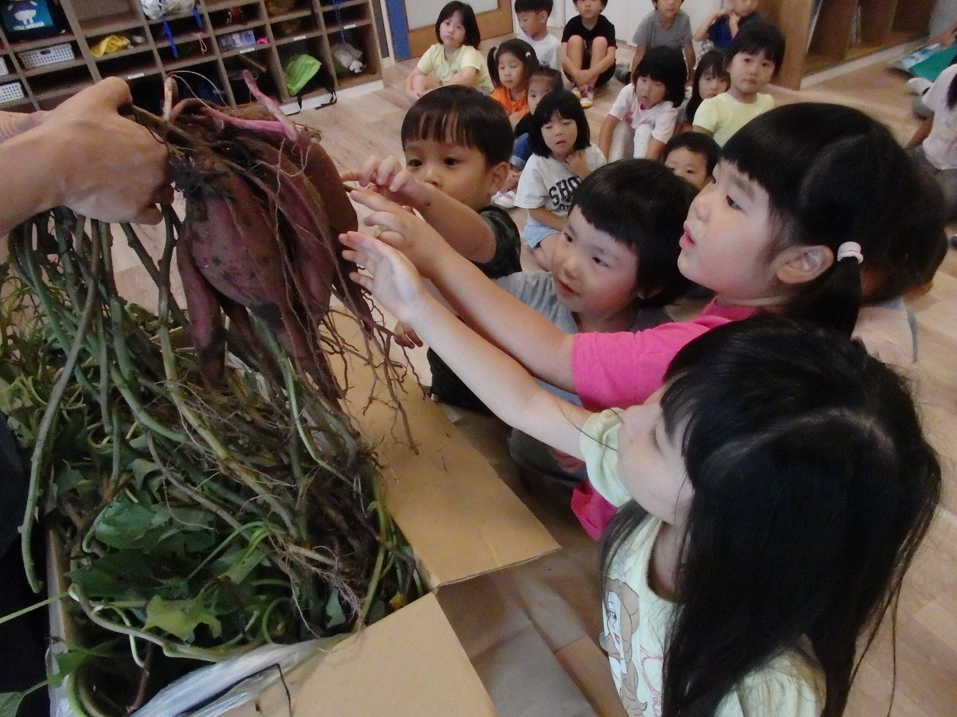 実際にさつまいもを触る子どもたち