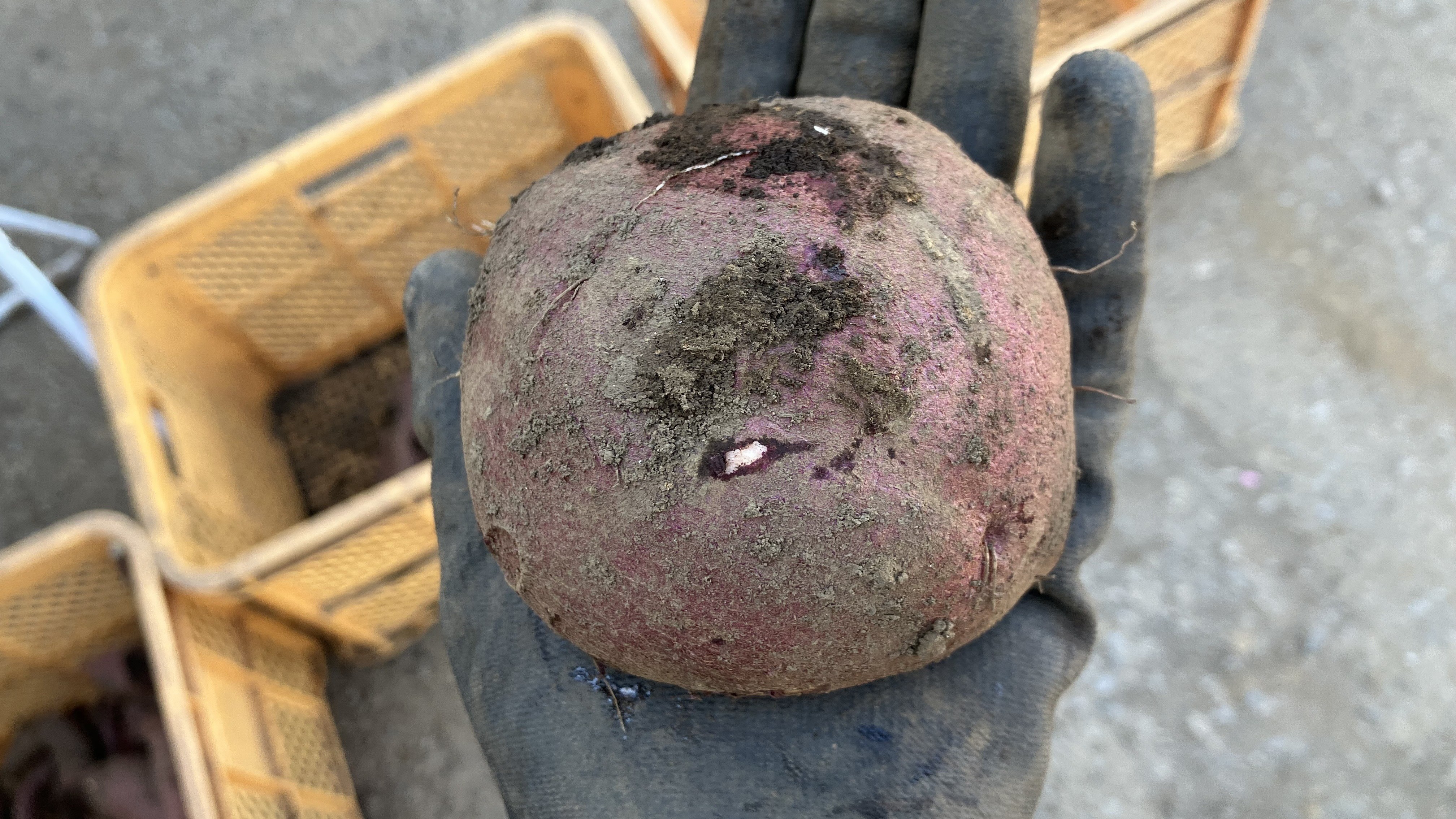 おまんじゅうのようなさつまいも