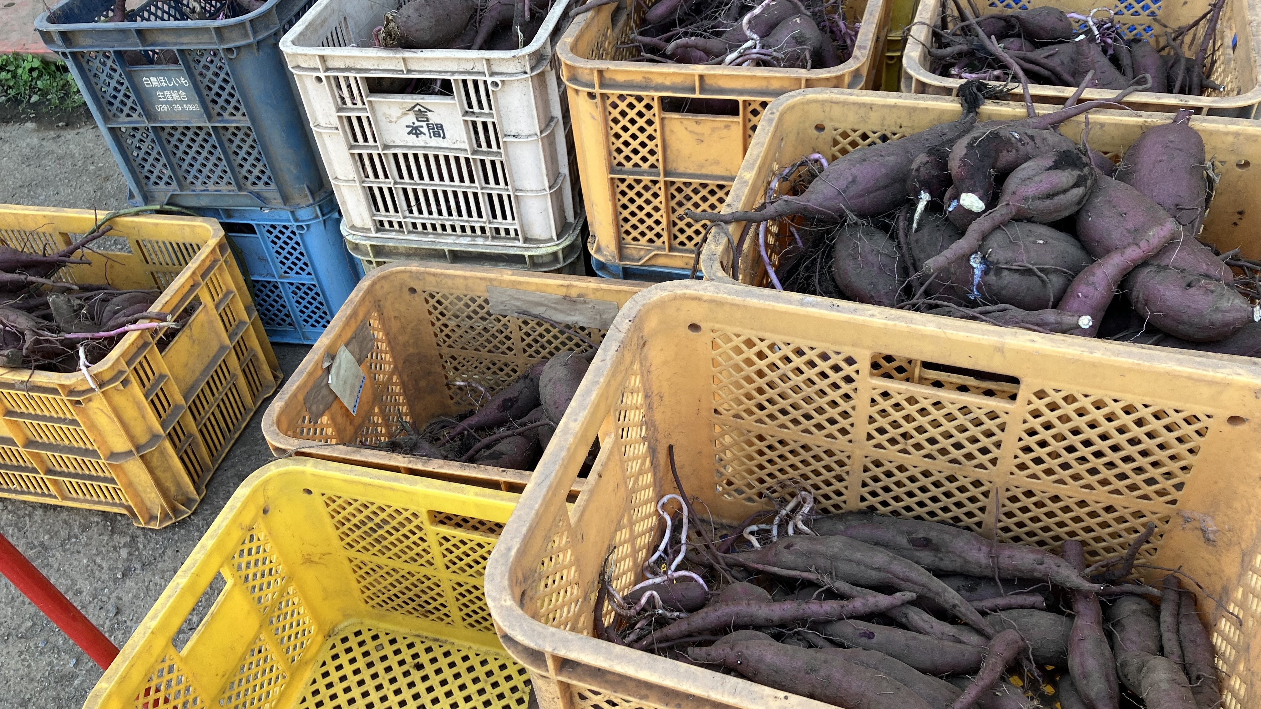 さつまいも選別作業