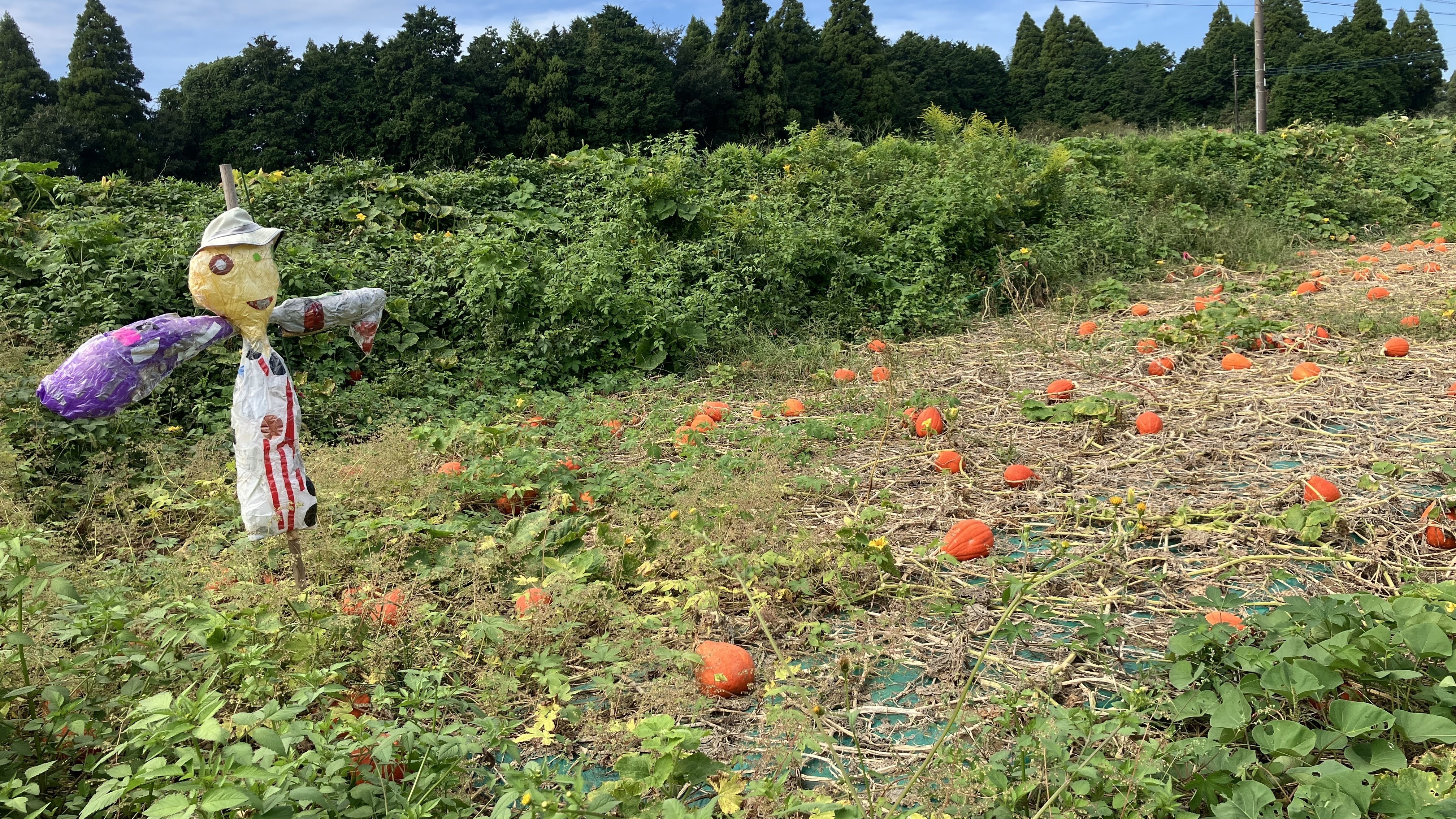 秋の畑をのぞいてみよう！～西蒲田四丁目園～