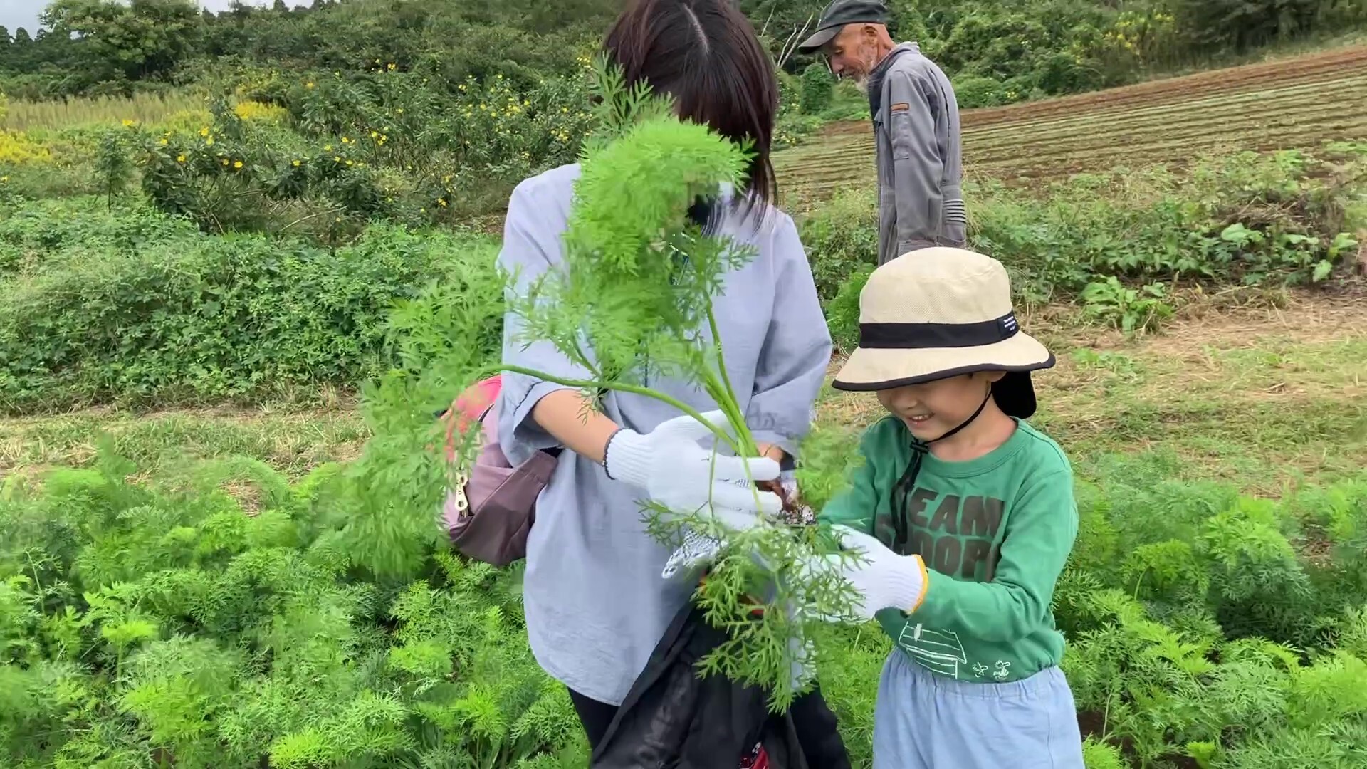 にんじんを収穫した様子