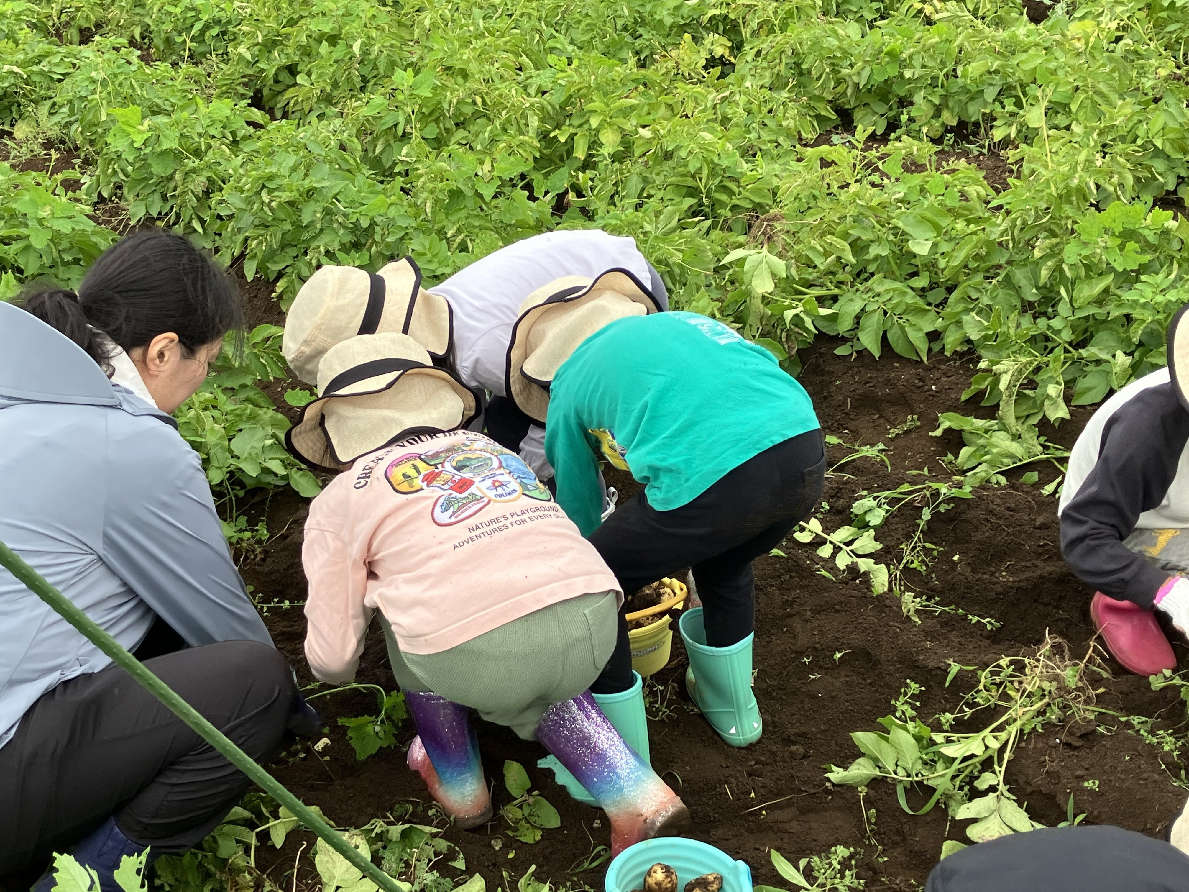 じゃがいも収穫①