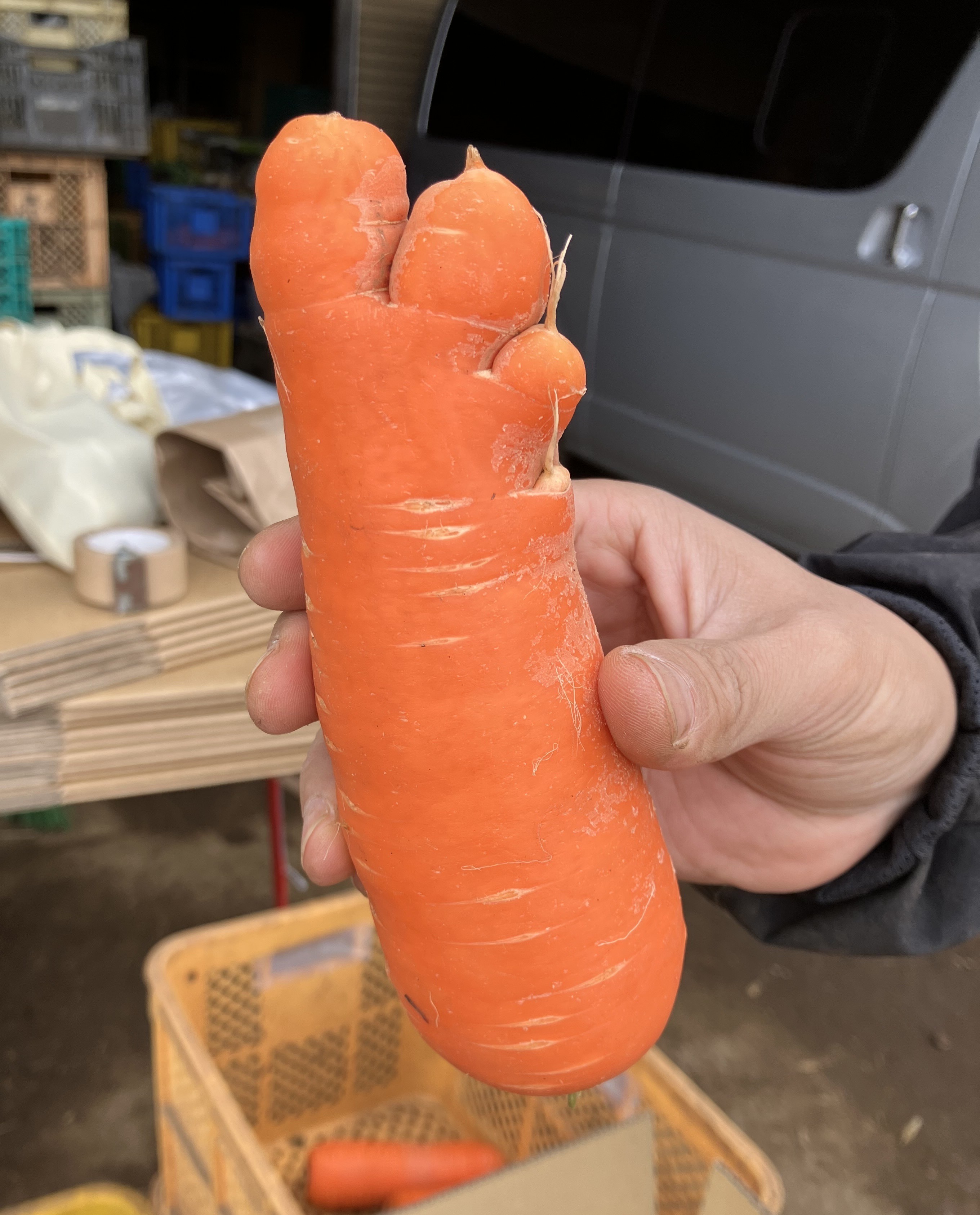 収獲と選別作業中に現れる、いろいろなにんじん