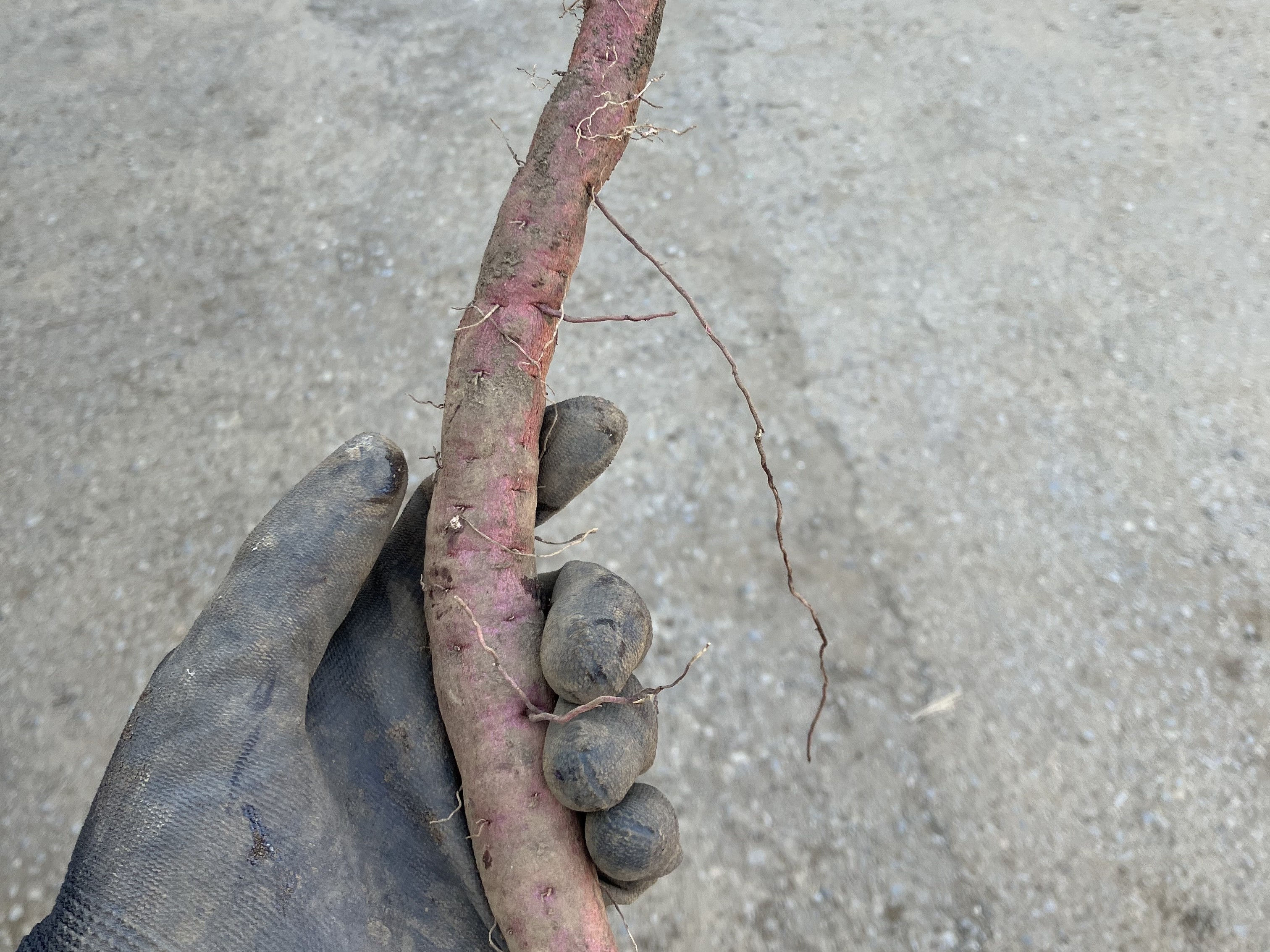 棒のように細いさつまいも　