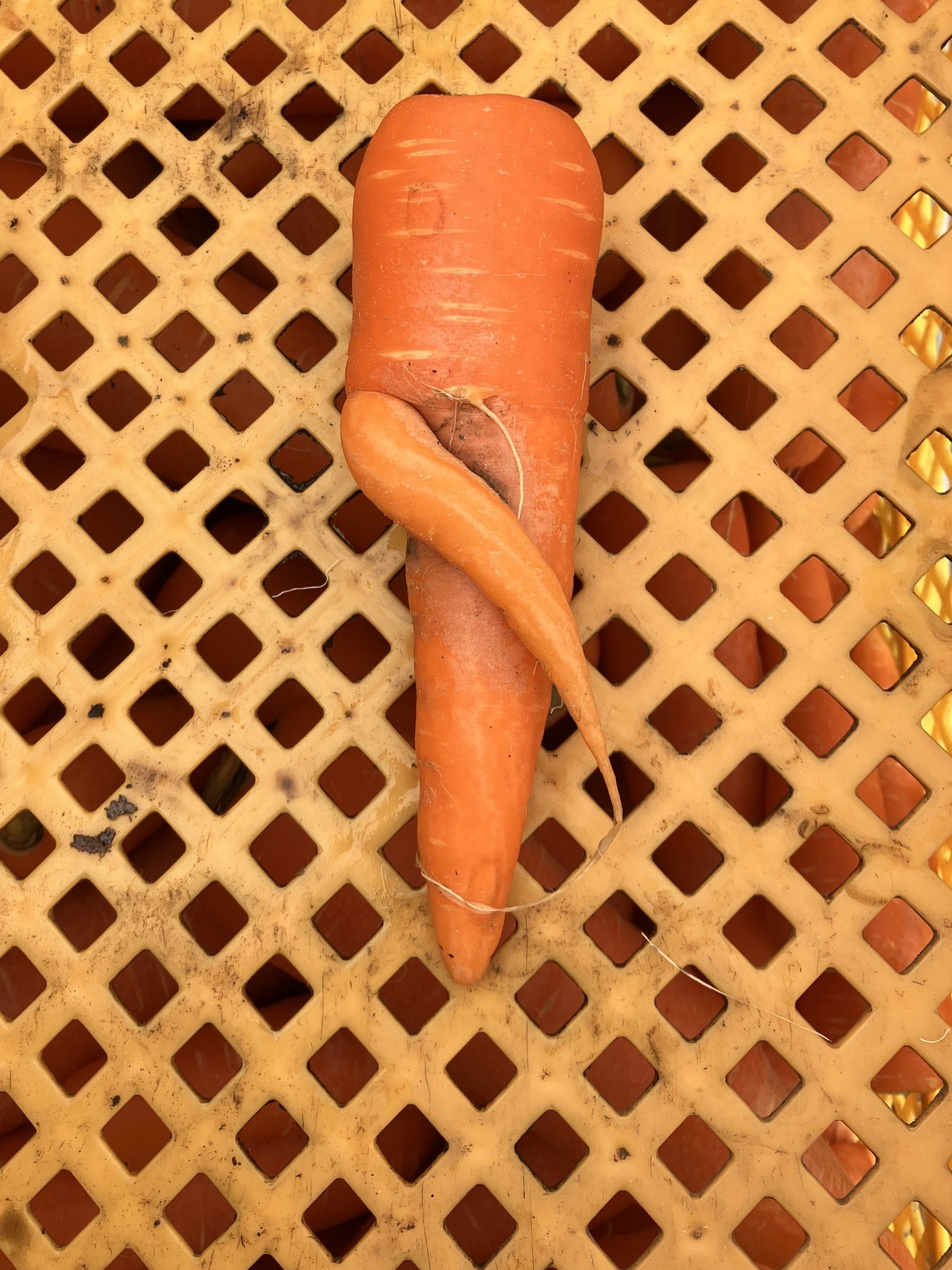 収獲と選別作業中に現れる、いろいろなにんじん