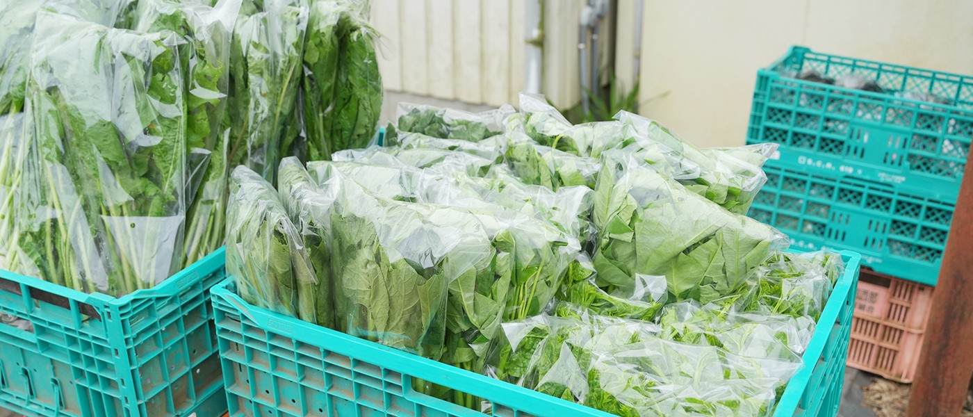 完一やさい販売会を開催しました