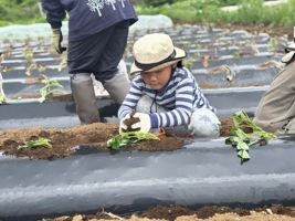畑でさつまいもの苗に土をかける様子